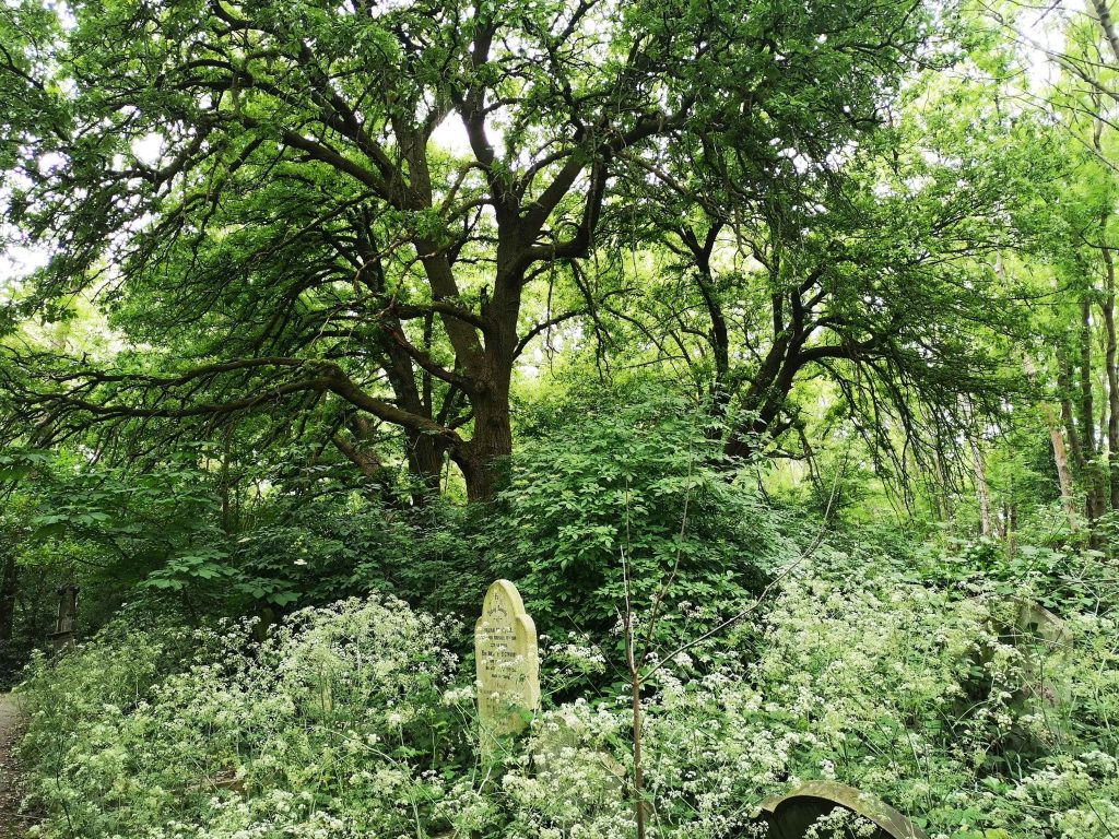 Ancestral Beings and Shared Legacies