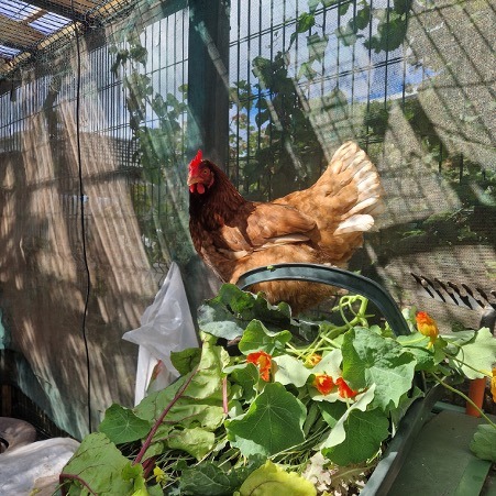 Hen Workshop