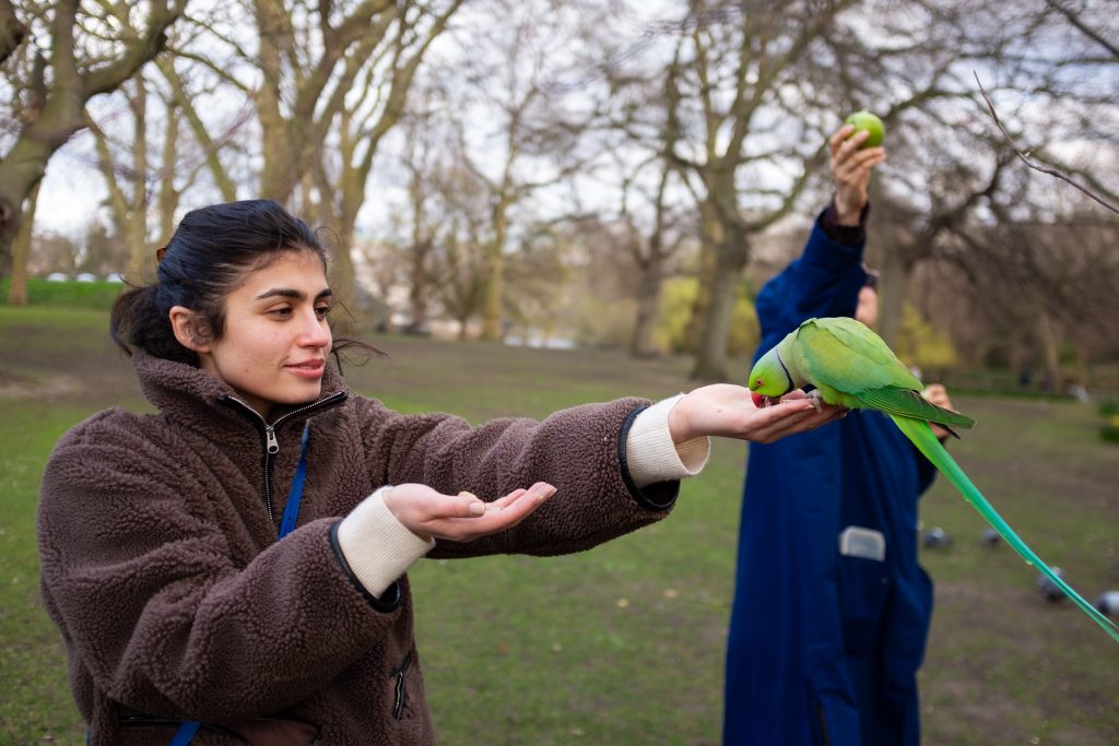 Parakeet and Urban Ecology Walkshop