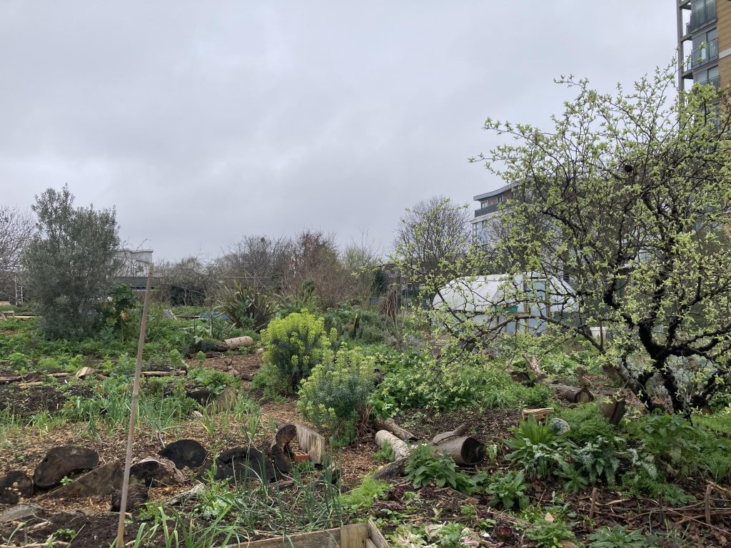 Tour of Glengall Wharf Garden