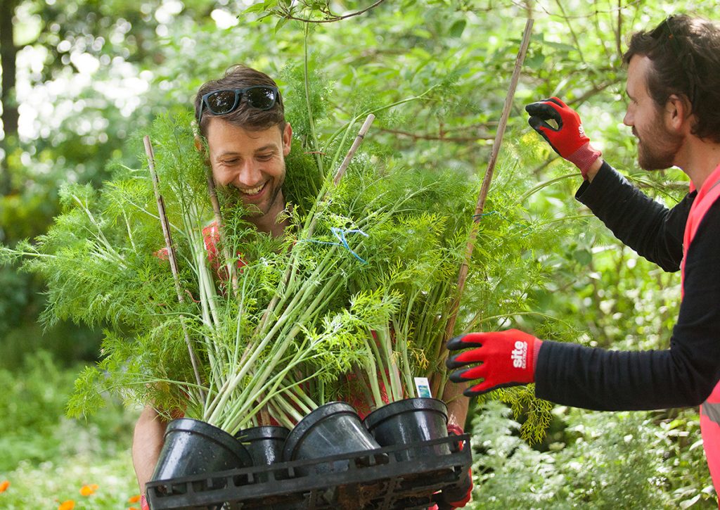 Adopt a plant from the RHS Chelsea Flower Show!